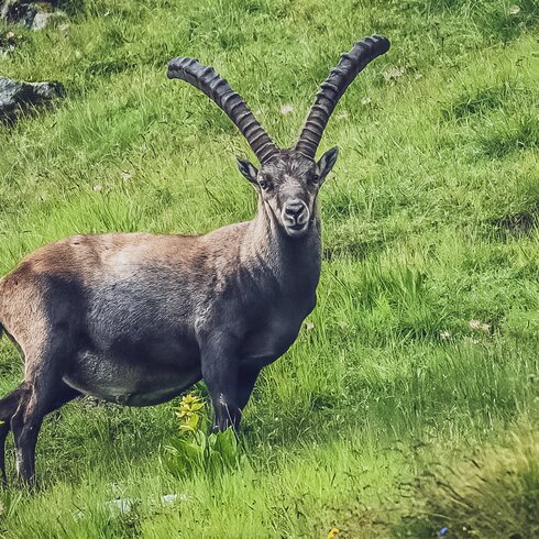 Steinbock steht am grünen Berghang und schaut in die Kamera. | © Sabine Pegoraro